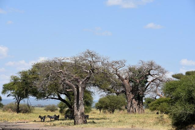 Tarangire National Park